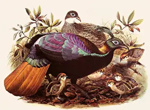 Himalayan: Himalayan Monal, Lephophorus imperjanus