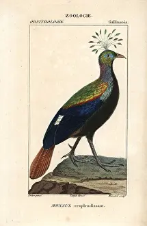 Lophophorus: Himalayan monal, Lophophorus impejanus