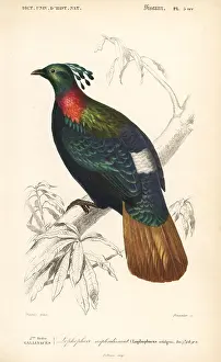 Dorbigny: Himalayan monal, Lophophorus impejanus