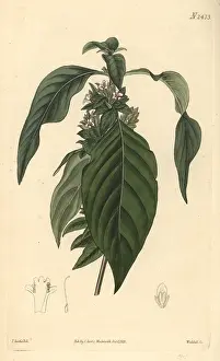 Imbricata: Himalayan ruellia, Phaulopsis imbricata