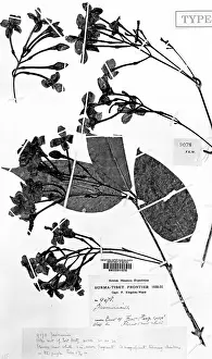 Jasmine: Himalayan species of Jasmin