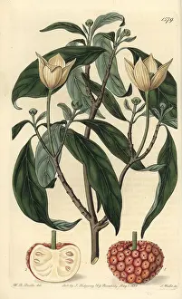 Ridgway: Himalayan strawberry tree, Cornus capitata