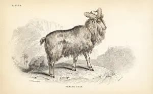 Tahr: Himalayan tahr, Hemitragus jemlahicus