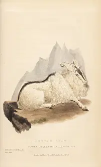 Landseer: Himalayan tahr, Hemitragus jemlahicus
