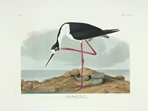 Scratching: Himantopus himantopus, black-winged stilt