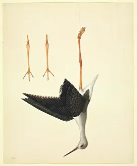 Stilt: Himantopus himantopus, black-winged stilt