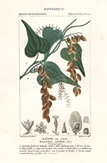 Angular: Himber tree, Rajania cordata