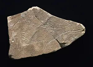 Comunitat: Hind on limestone. Upper Paleolithic. Solutrean