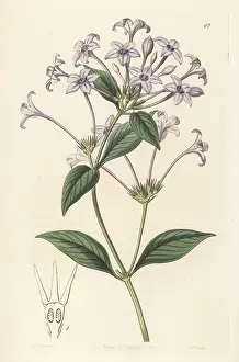 John Lindley: Hindsia longiflora