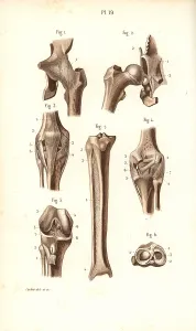 Corbie: Hip joint and thigh bones