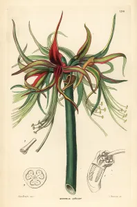 Tumbler: Hippeastrum cybister