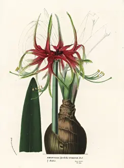 Serres: Hippeastrum cybister