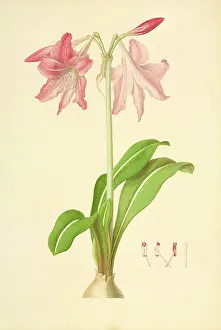 1758: Hippeastrum, Dutch amaryllis
