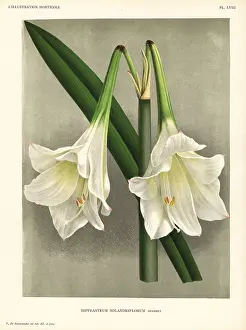 Hippeastrum: Hippeastrum elegans