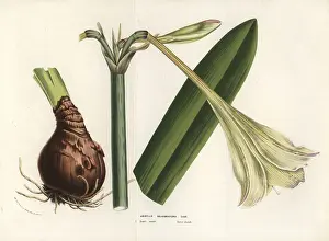 Elegans: Hippeastrum elegans