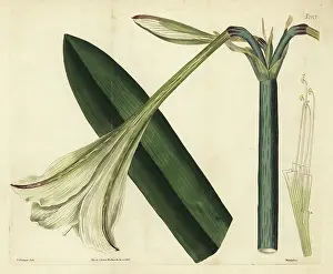 Samuel Curtis: Hippeastrum elegans