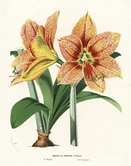 Hippeastrum: Hippeastrum pardinum