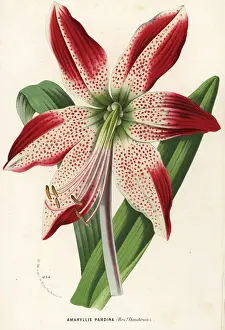 Hippeastrum: Hippeastrum pardinum