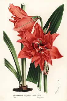 Reginae: Hippeastrum reginae