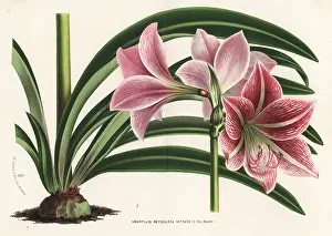 Reticulata: Hippeastrum reticulatum