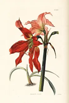Hippeastrum: Hippeastrum striatum