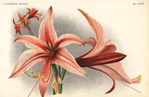 Hippeastrum: Hippeastrum stylosum