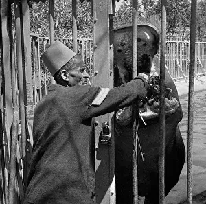 Hippo: Hippo being fed at Cairo Zoo, Egypt