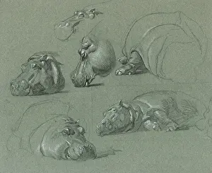 Hippo: Hippo Studies