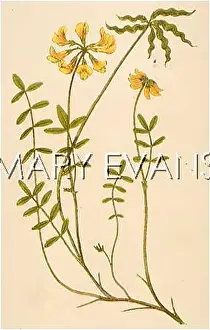 Vetch: HIPPOCREPIS COMOSA