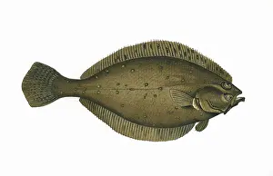 Flatfish: Hippoglossoides platessoides, or Long Rough Dab