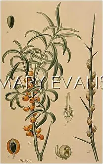 Buckthorn: HIPPOPHAE RHAMNOIDES