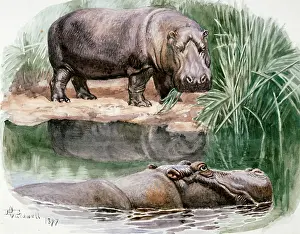 Hippopotami: Hippopotami, 1897