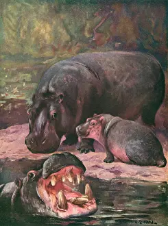 Amphibius: HIPPOPOTAMI 1909