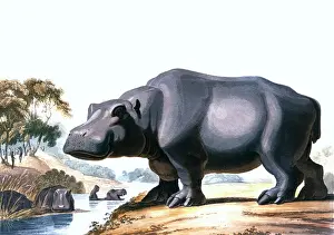 Daniell: The Hippopotamus, 1831
