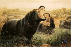 Crawl: Hippopotamus