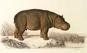 Amphibius: Hippopotamus