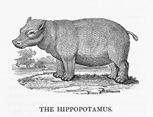 Amphibius: HIPPOPOTAMUS (BEWICK)