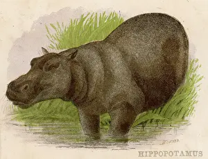C1880s: Hippopotamus - circa 1880s