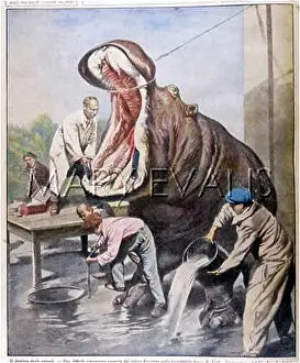 Umbo: HIPPOPOTAMUS & DENTIST