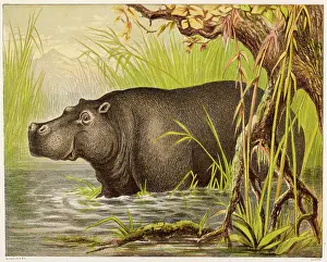 Kronheim: HIPPOPOTAMUS (KRONHEIM)