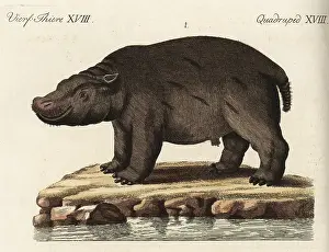 Amphibius: Hippopotamus, vulnerable