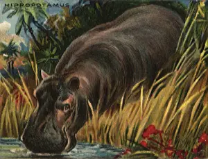 Hippopotamus: Hippopotamus at Watering Hole