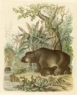 Hippopotami: A hippopotamus with its young