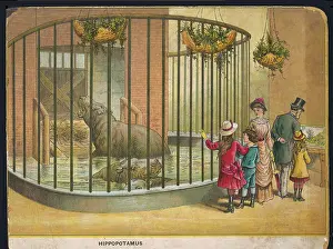 Caged: HIPPOPOTAMUS ZOO