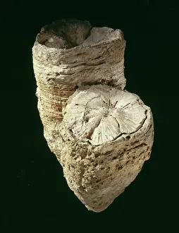 Elongated: Hippurites radiosus, rudist mollusc shell