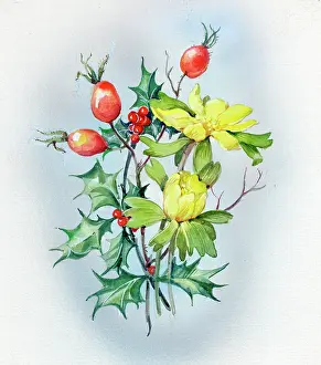 Aconites: Hips, Holly and Aconites