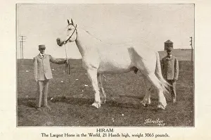 Handlers: Hiram - The largest horse in the world