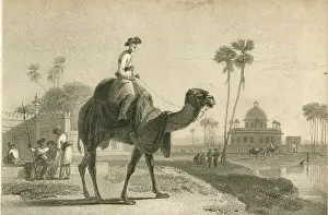 Daniell: The Hirkarrah Camel by William Daniell