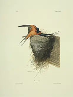 Hirundo: Hirundo rustica, barn swallow