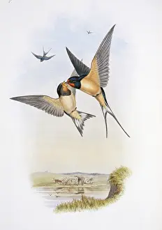 Hirundo: Hirundo rustica, barn swallow